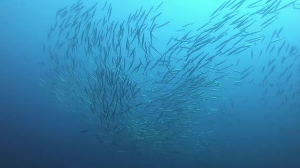 Very Big School Barracudas Scuba Diving Majorca Spain — Stock Video