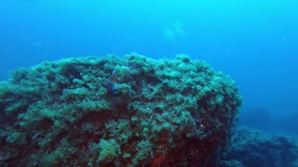 Moray Úhoř Utíká Kamery Středozemní Moře Pod Vodou Volně Žijících — Stock video
