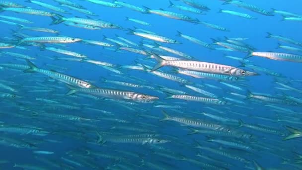Natuur Onderwater Duiken Majorca Met Een Grote School Barracuda Vissen — Stockvideo