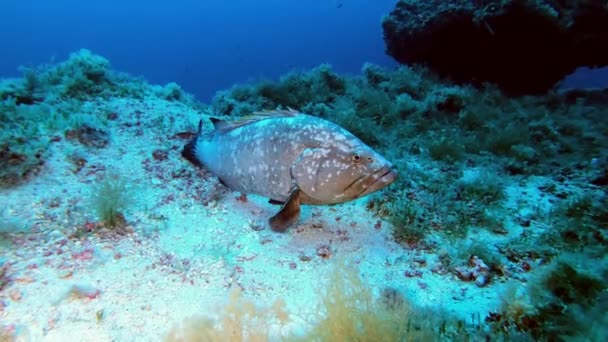 地中海水下生物 海底的大型石斑鱼 — 图库视频影像