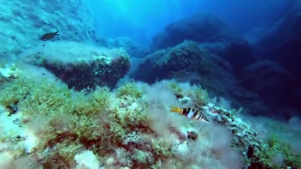 Pov Scuba Diving Mediterranean Sea Reef Underwater Landscape — Stock Video