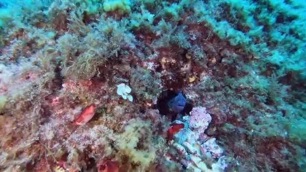 Middellandse Zee Onderwater Flora Fauna Moray Paling Verborgen Zijn Gat — Stockvideo