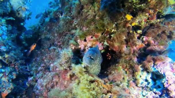 Vida Selvagem Subaquática Enguia Moray Recife Colorido Mergulho Maiorca Espanha — Vídeo de Stock