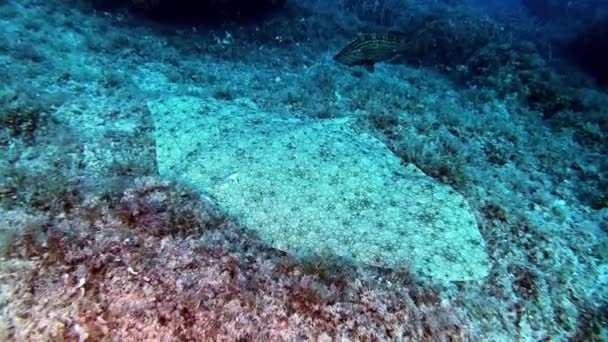Vey Velký Středomořský Rejnok Ležící Mořském Dně Potápění Mallorce Španělsko — Stock video