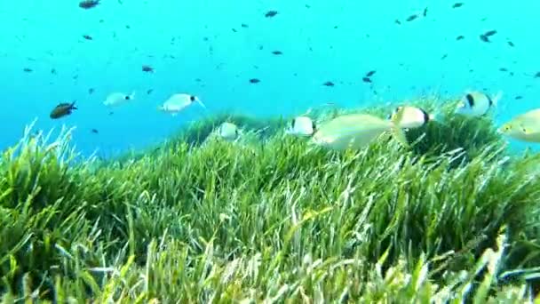 Pov珊瑚礁鱼在一片绿色的海草地上游动 — 图库视频影像