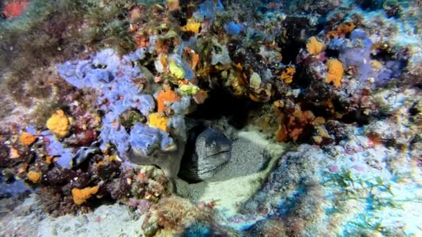Moray Eel Een Kleurrijk Rif Middellandse Zee Fauna — Stockvideo