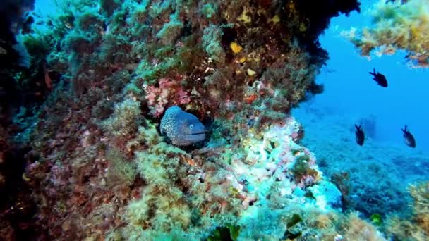 Naturaleza Submarina Moray Eel Colorful Reef Scuba Diving Mallorca Spain — Vídeo de stock