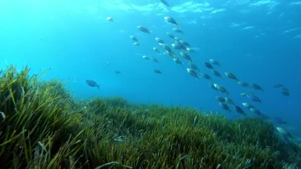 Підводний Пейзаж Занурення Мілководді — стокове відео