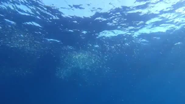 École Sardines Eaux Peu Profondes Plongée Sous Marine Méditerranée — Video