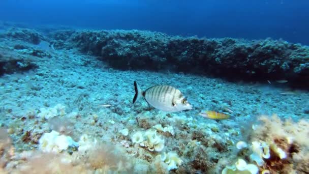 Brachsenfische Meereslebewesen Mittelmeer — Stockvideo