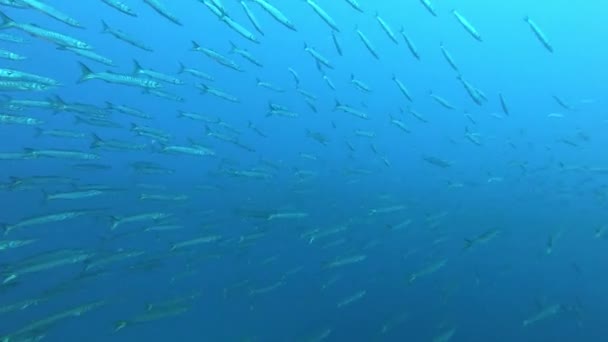 Natuur Onder Water Zeer Grote School Van Barracuda Vissen Open — Stockvideo