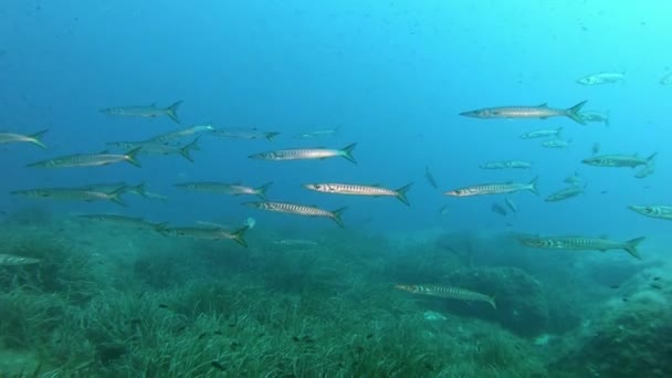 Natuur Onder Water Barracudas Een Groene Posidonia Zeewierbodem — Stockvideo