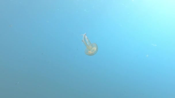 Alone Jellyfish Aguas Poco Profundas — Vídeo de stock