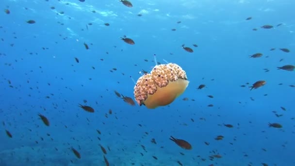 Unterwasserszene Einsame Quallen Sauberen Blauen Wasser — Stockvideo