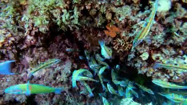 Natuur Onder Water Kleine Groene Vissen Zwemmen Dicht Bij Camera — Stockvideo