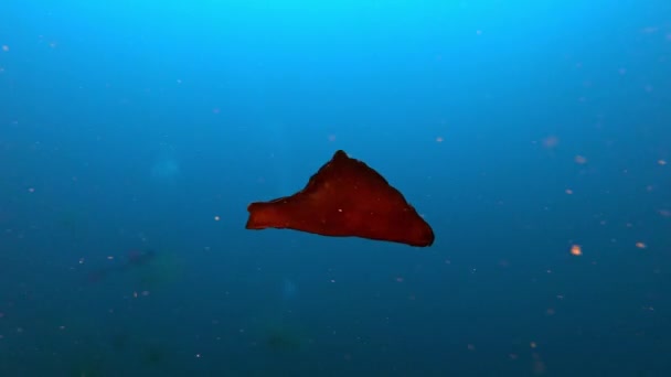 红海野兔在深云密布的水中游泳 西班牙马略卡岛的Scuba潜水 — 图库视频影像