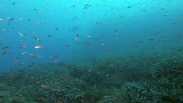 Amberjack Halak Üldözik Szardínia Zátony Felhős Vízben — Stock videók