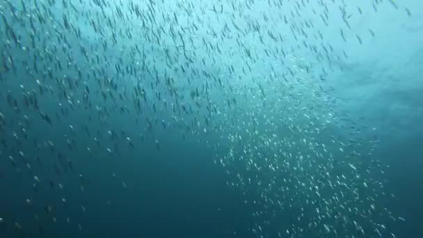 Cena Subaquática Pequenos Peixes Isca Bola Água Nublada — Vídeo de Stock