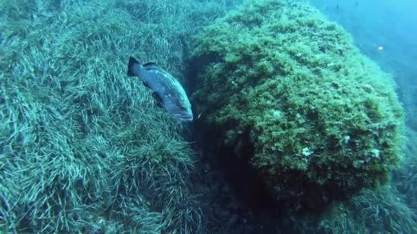 Yalnız Orfoz Balığı Deniz Tabanında Yüzüyor — Stok video