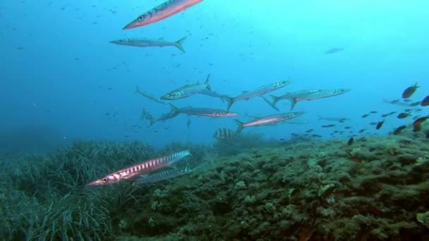 Dykning Ett Medelhavet Marinreservat Barracudas Över Grön Tång Fält — Stockvideo