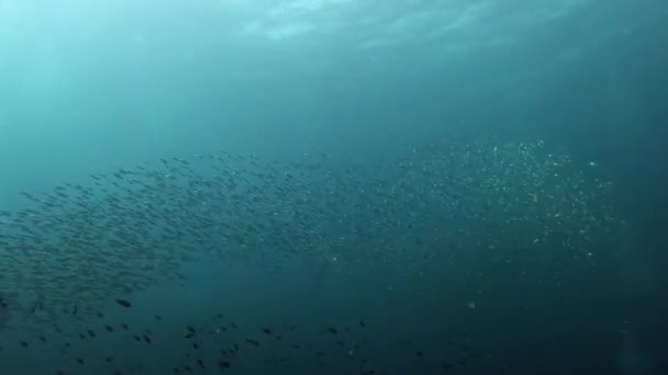 Sardines Bait Ball Cloudy Water Mediterranean Sea Life — Stock Video