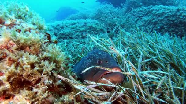 Grote Baarsvis Gecamoufleerd Zeebodem Scènes Van Onderwaterleven — Stockvideo