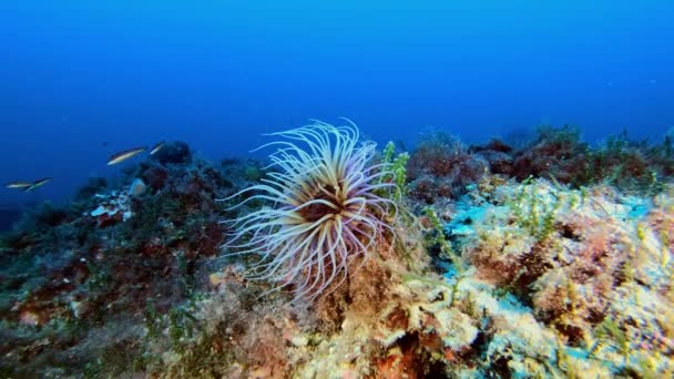 水中風景 サンゴ礁の中のアネモネ — ストック動画