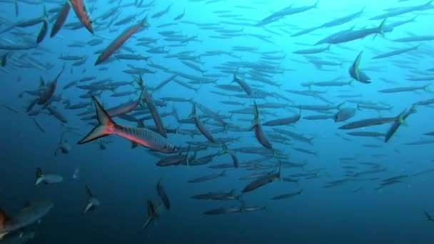 Natur Unter Wasser Beutelschwärme Von Barrakuda Fischen Meereslebewesen Mittelmeer — Stockvideo