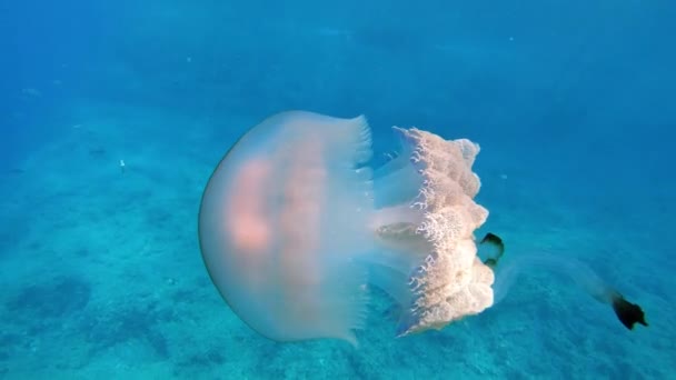 Υποβρύχια Σκηνή Όμορφη Μεγάλη Μέδουσα Κολύμπι Κοντά Στην Κάμερα Mediterranean — Αρχείο Βίντεο