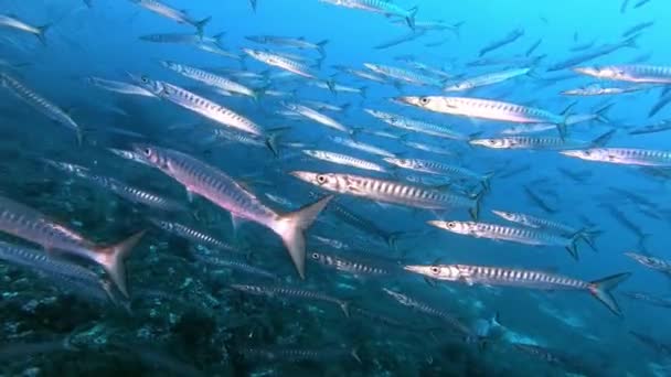 Grote School Van Barracuda Blauw Water Dicht Bij Camera Wildlife — Stockvideo