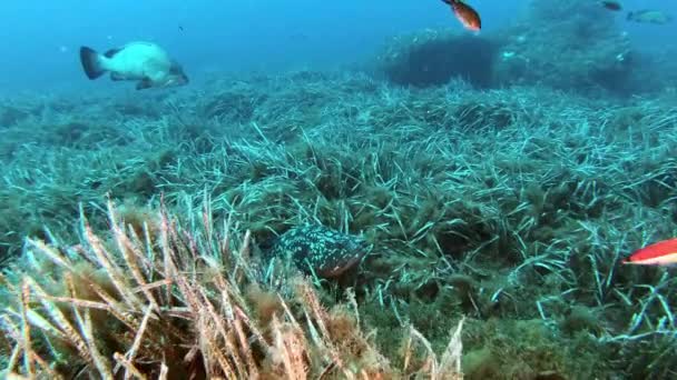 Vida Marinha Mediterrânica Peixes Grupo Que Nadam Sobre Fundo Mar — Vídeo de Stock