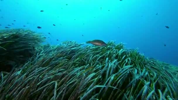 Plongée Sous Marine Dans Une Réserve Marine Méditerranéenne Dessus Une — Video