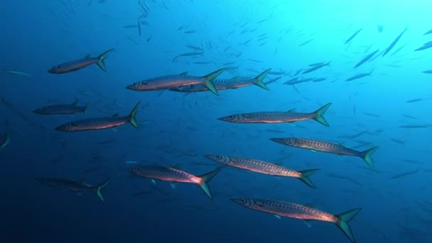 水下背光场景 Barracudas和潜水者 — 图库视频影像