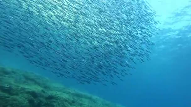 Underwater Scene Little Fishes Bait Ball Shallow Water Mediterranean Sea — Stock Video