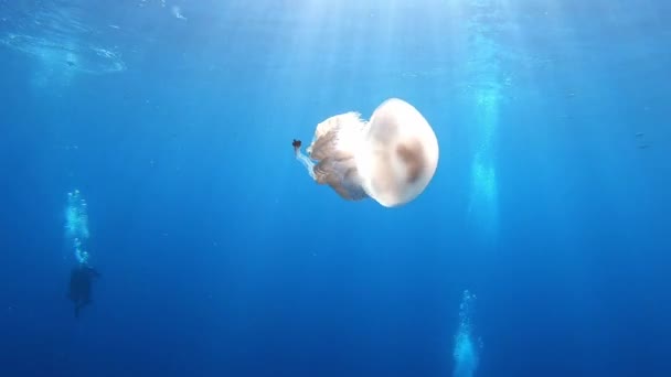 Nature Underwater Big Jellyfish Shallow Water Scuba Diving Majorca Spain — Stock Video