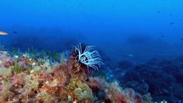 Paesaggio Subacqueo Anemone Una Profonda Barriera Corallina — Video Stock