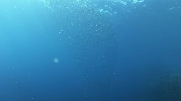 Petit Poisson Appât Boule Dans Mer Méditerranée — Video