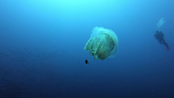 Подводные Медузы Аквалангист — стоковое видео