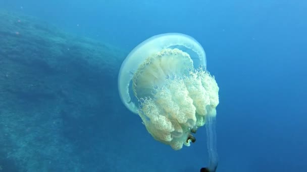 Onderzees Zeeleven Grote Kwallen Schoon Blauw Water Duiken Majorca Spanje — Stockvideo