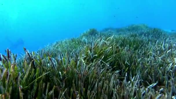 Pov Duiken Een Groene Posidonia Zeewier Zeebodem — Stockvideo