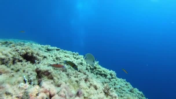 Escena Submarina Pequeños Peces Arrecife Agua Mar Limpia — Vídeo de stock