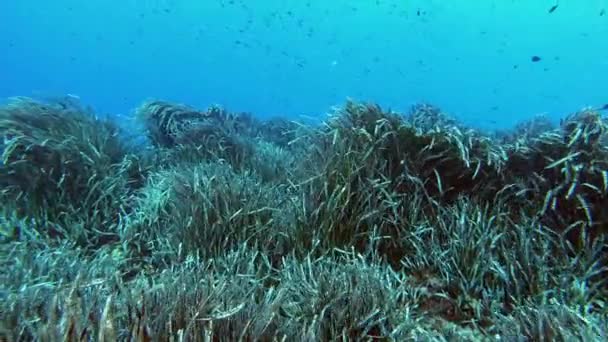 Podwodny Krajobraz Pływanie Wodorostami Płytkiej Wodzie — Wideo stockowe
