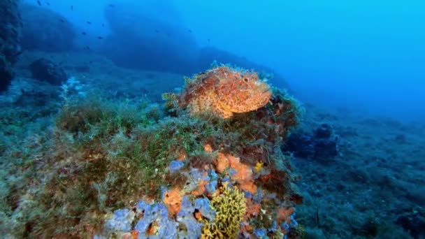 Onderwater Scene Scuba Duiken Middellandse Zee Rustige Rode Schorpioen Vis — Stockvideo