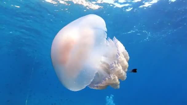 Nature Underwater Big Jellyfish Very Close Camera Very Clean Blue — Stock Video