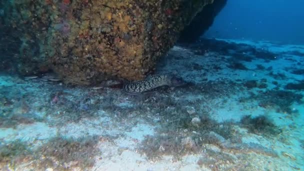 스쿠버 다이빙 모레이 뱀장어가 깊이에서 카메라에 부딪치다 — 비디오
