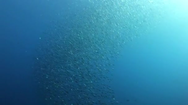 지중해 정어리 마요르카 스페인의 스쿠버 다이빙 — 비디오