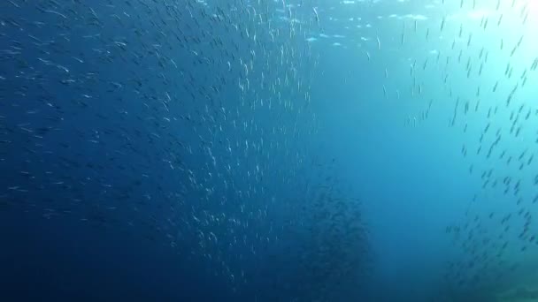 Very Big Sardines Baitball Cloudy Water Swimming Close Camera — Stock Video