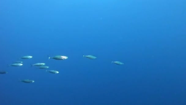 Natureza Subaquática Pequenos Peixes Atum Muito Rápidos Mergulho Maiorca Espanha — Vídeo de Stock