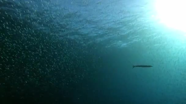 Natureza Submarina Sozinho Barracuda Nadando Perto Pouco Bola Isca Sardinhas — Vídeo de Stock