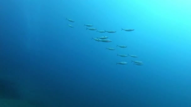 Pequeños Peces Atuneros Nadando Muy Rápido Vida Marina Mar Mediterráneo — Vídeo de stock